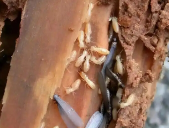 澄迈白蚁防治公司分享破除白蚁防治四大常见误区，科学防虫不踩坑